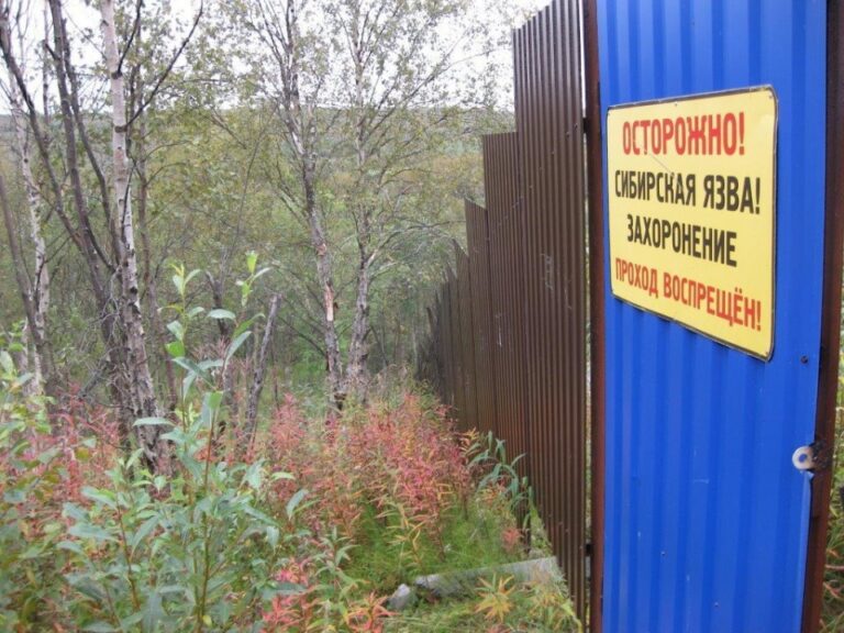 Россельхознадзор добился устранение нарушений на скотомогильниках в Кизлярском районе