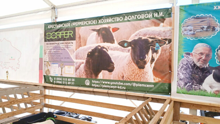 «Наши овцы есть в овцеводческих хозяйствах от юга до севера страны»