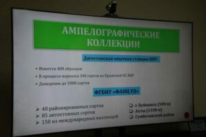 В Дагестане соберут третью по величине коллекцию винограда в России