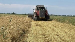 Озимые зерновые в Дагестане убирают с площади более 80 тыс. га